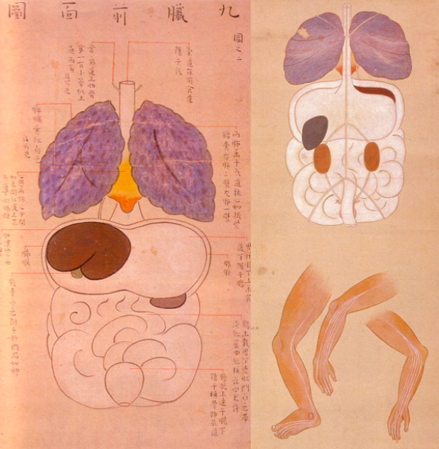03-Ilustraciones-anatómicas-del-período-Edo-de-Japón